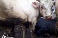 2017_07_11-13_TR_Kapikule-Kirsehir_trailing_11_trucks_with_CZ_bulls_going_to_Iraq_04-600x450
